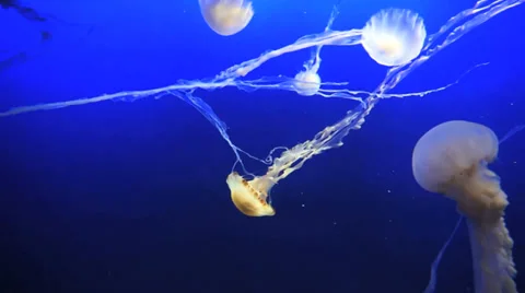 Jellyfish Stock Footage 29569124