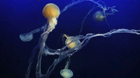 Jellyfish 스톡 동영상 29569224