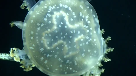 Jellyfish Stock Footage 31820523