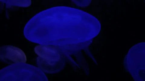 Jellyfish Stock Footage 32283257