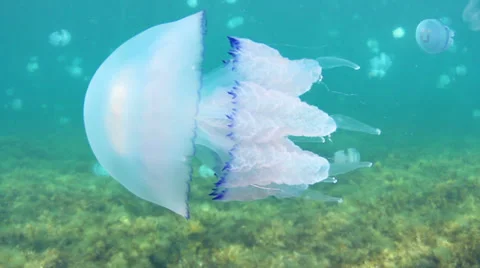 Jellyfish Stock Footage 32433518