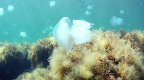 Jellyfish Stock Footage 32433621