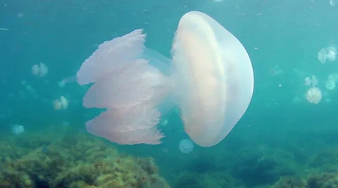 Jellyfish Stock Footage 32433833