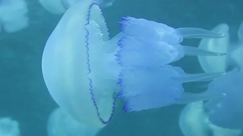Jellyfish Stock Footage 32434014
