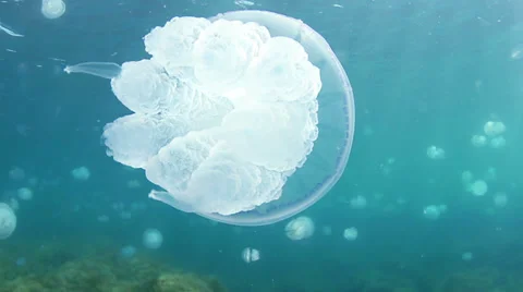 Jellyfish Stock Footage 32448370