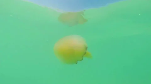 Jellyfish 스톡 동영상 35315120