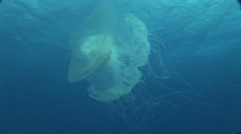 Jellyfish Video stock 53283332