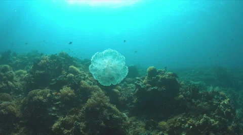 Jellyfish Stock Footage 62591579