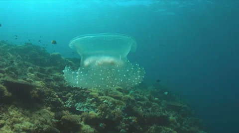 Jellyfish Stock Footage 62597777