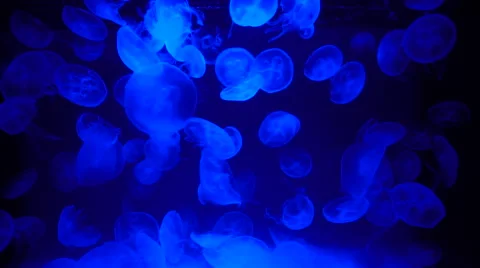 Jellyfish 스톡 동영상 63923191