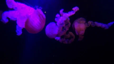 Jellyfish Stock Footage 74001659
