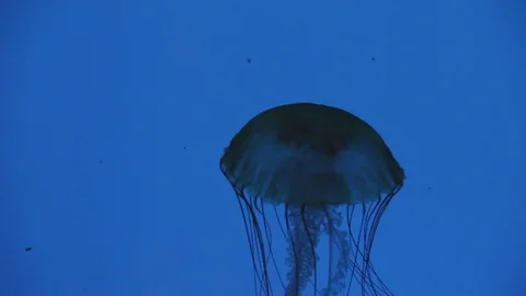 Jellyfish Stock Footage 76972936