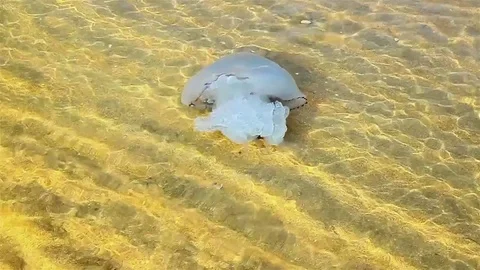 Jellyfish Vídeos de archivo 82320482