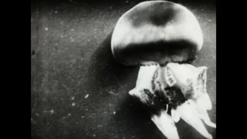 Jellyfish Stock Footage 83605009