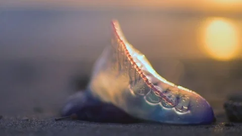 Jellyfish Stock Footage 84322455