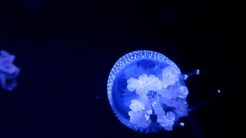 Jellyfish Video stock 92501918