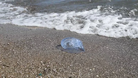 Jellyfish Stock Footage 94707497