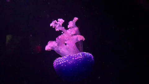 Jellyfish Stock Footage 98045239