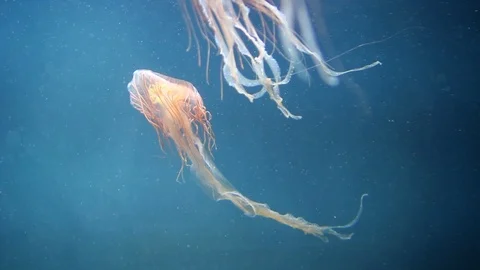 Jellyfish Stock Footage 98678999