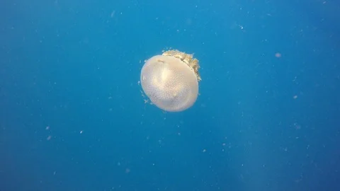 Jellyfish Stock Footage 106048551