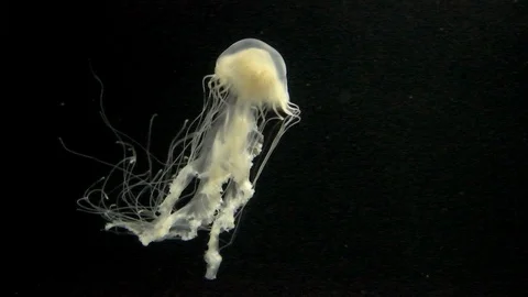 Jellyfish Stock Footage 112634096