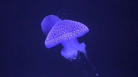 Jellyfish Video stock 112634210