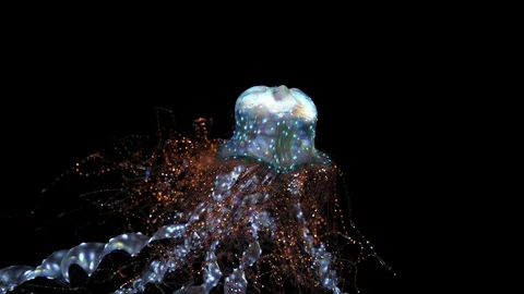 Jellyfish Stock Footage 121349847