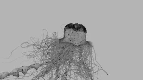 Jellyfish Stock Footage 121350045