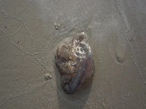 Jellyfish Stock-Footage 124830845