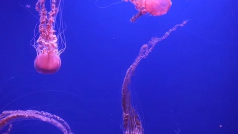 Jellyfish Stock Footage 127777663