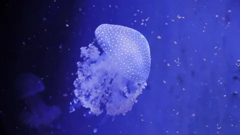 Jellyfish Stock Footage 129317905