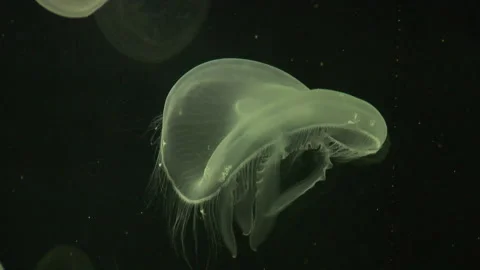 Jellyfish Stock Footage 137550158
