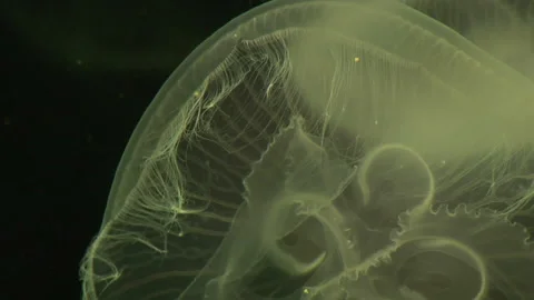 Jellyfish Stock Footage 137550171
