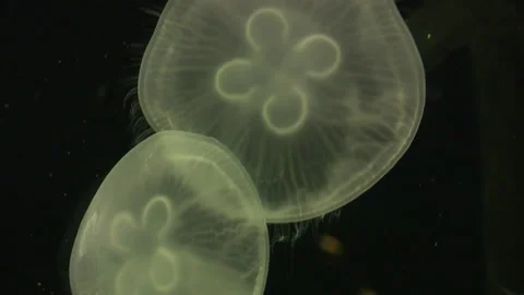 Jellyfish Stock Footage 137550203