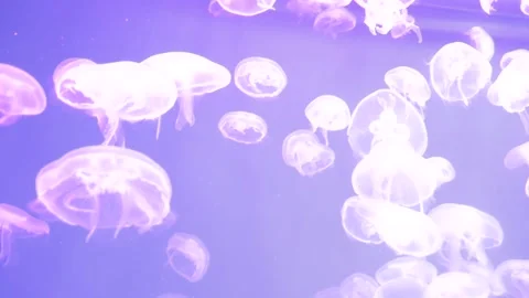 Jellyfish Stock Footage 150037605