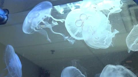 Jellyfish Stock Footage 150126164