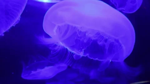 Jellyfish Stock Footage