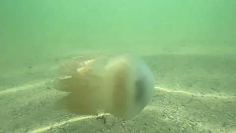 Jellyfish Stock Footage 156163979
