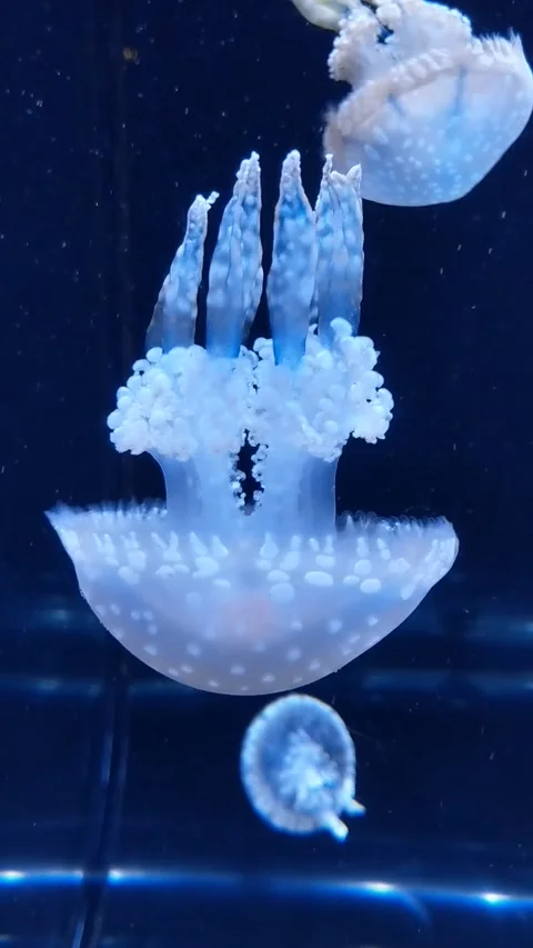 Jellyfish Stock Footage 161086520