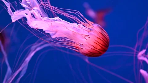 Jellyfish Stock Footage 162912253