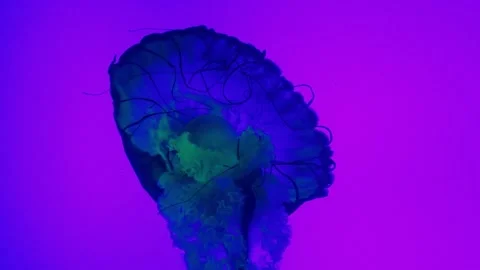 Jellyfish Video stock 168258138