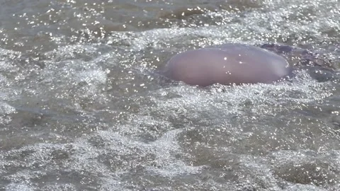 Jellyfish Stock Footage 196031194