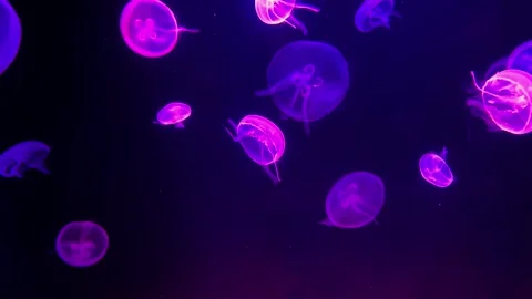 Jellyfish Video stock 213322717