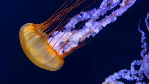 Jellyfish Video stock 213323884
