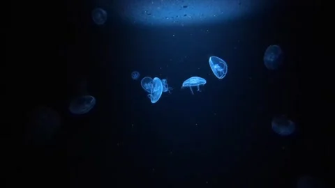 Jellyfish Video stock 219404129