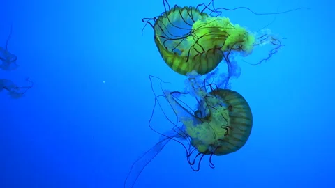 Jellyfish Stock Footage 219815239