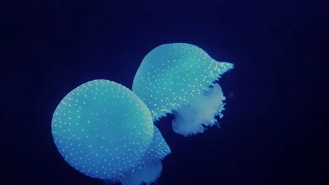 Jellyfish Stock Footage 229851373