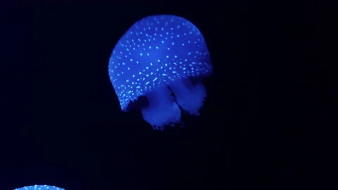 Jellyfish 動画素材 229851949