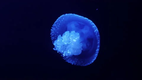 Jellyfish Stock Footage 229851974