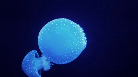 Jellyfish Stock Footage 229853509